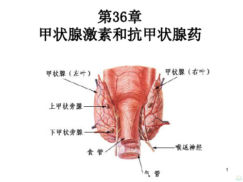 甲状腺激素及抗甲状腺药物PPT课件
