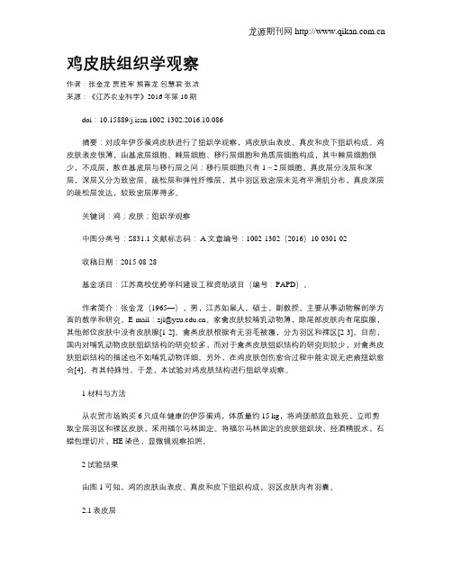 鸡皮肤组织学观察