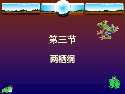两栖纲