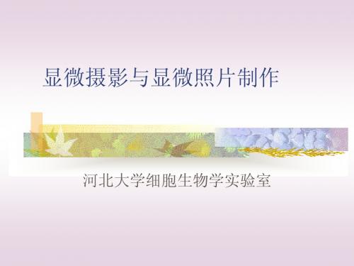 显微摄影