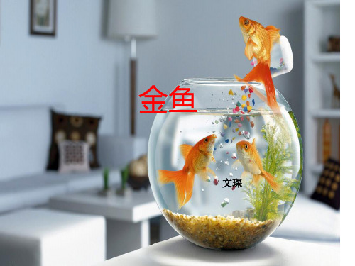 三年级上科学课件-金鱼教科版