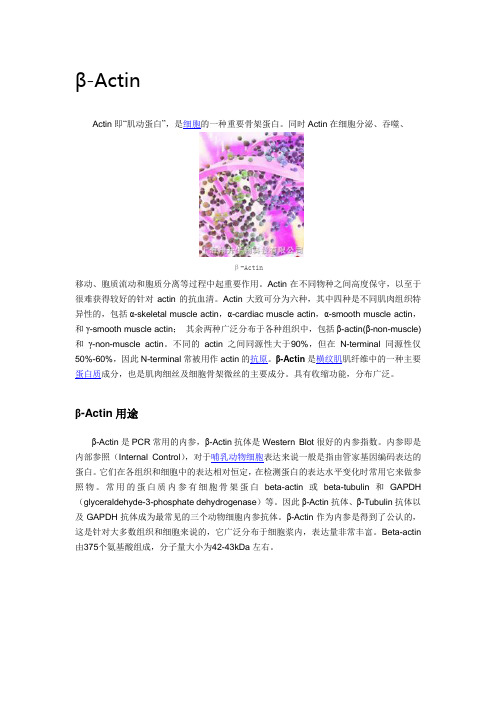 常见内参基因