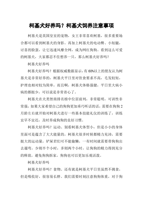 柯基犬好养吗？柯基犬饲养注意事项