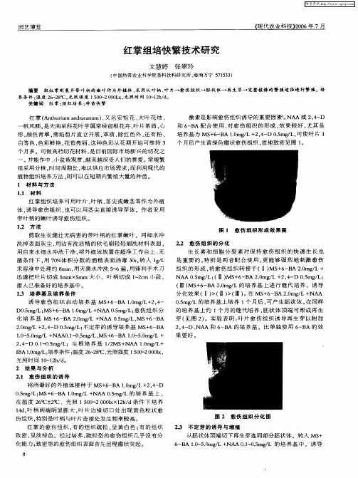 红掌组培快繁技术研究
