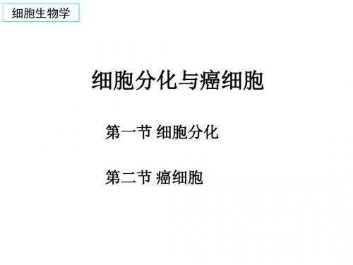 细胞分化与癌细胞