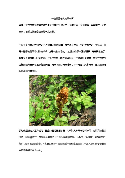 一位孤苦老人的天麻情