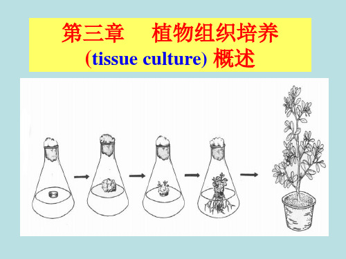 3第三章 植物组织培养简介