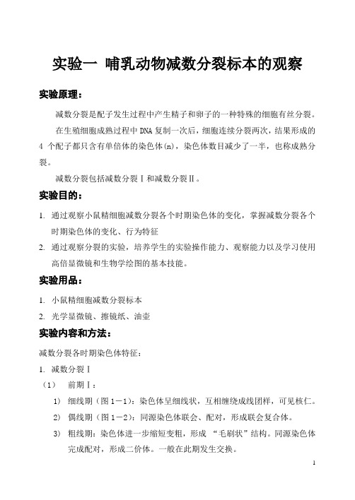 减数分裂