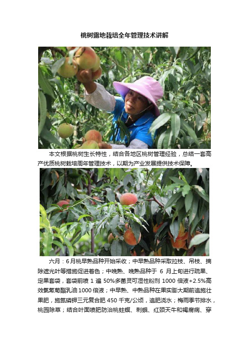桃树露地栽培全年管理技术讲解