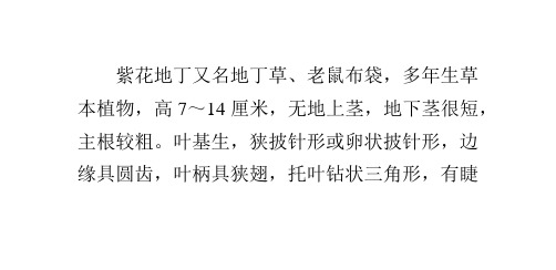 每日一招：巧用紫花地丁治兔病