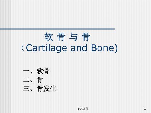 组织胚胎学--软骨与骨和肌肉组织  ppt课件