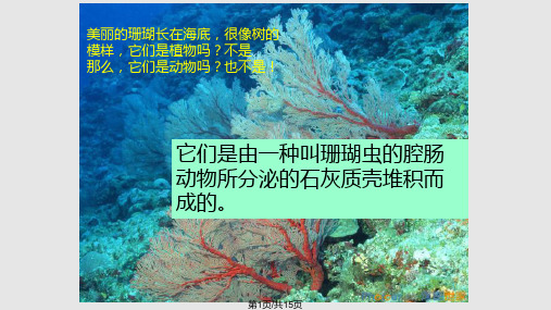 珊瑚的分布PPT课件