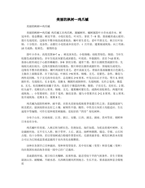 美丽的枫树--鸡爪槭