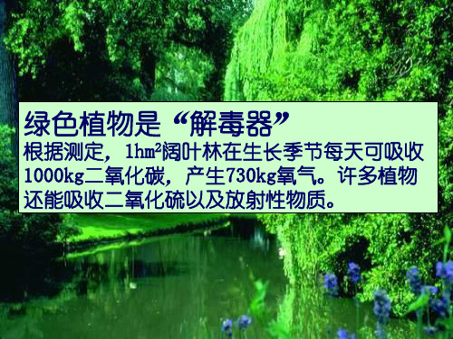 八年级生物上册 第三单元 第五章 绿色植物在生物圈中的作用 绿色植物在生物圈中的作用课件 冀少版