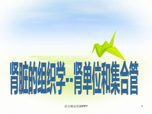 肾单位PPT