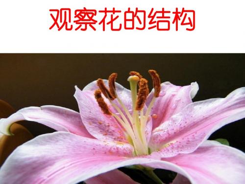 花的结构说课