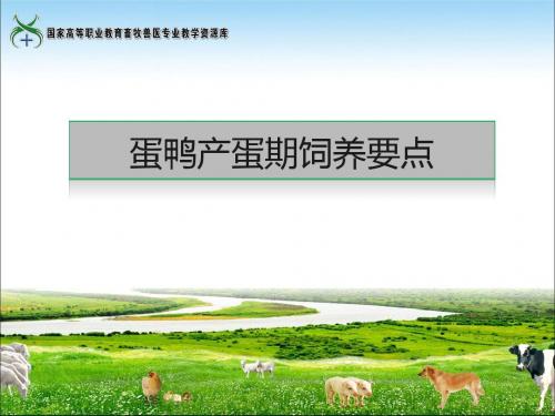蛋鸭产蛋期饲养要点概要