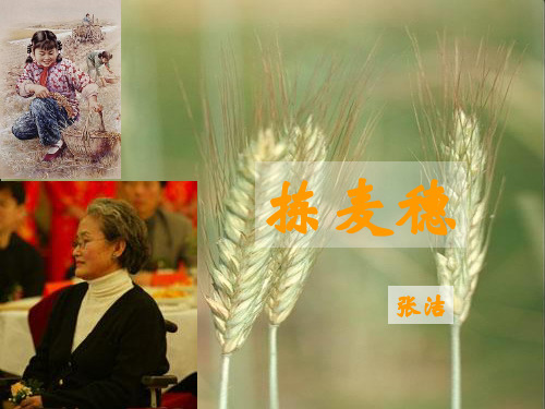 《拣麦穗》ppt