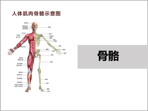 苏教版科学四年级下册 1-1 骨骼