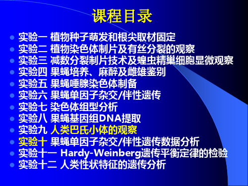 试验八巴氏小体