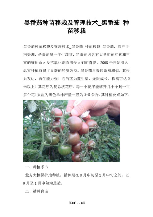 黑番茄种苗移栽及管理技术_黑番茄 种苗移栽