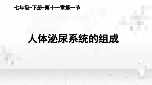 苏教版初中生物七年级下册课件-4.11.1 人体泌尿系统的组成1