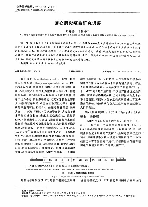 脑心肌炎疫苗研究进展