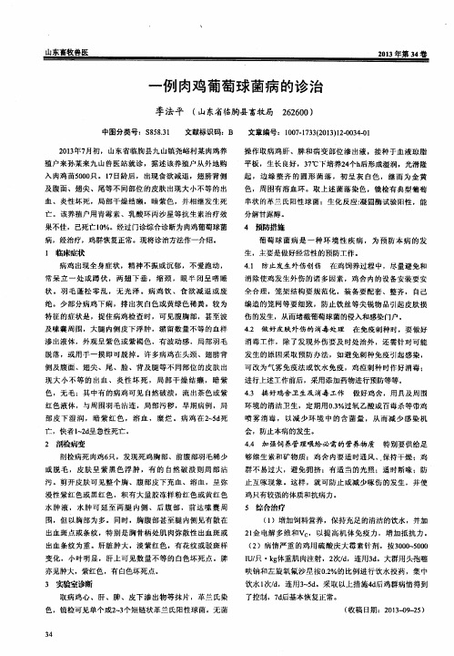 一例肉鸡葡萄球菌病的诊治