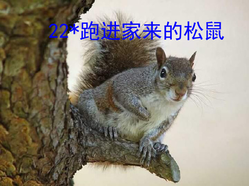 六年级上册语文课件22、跑进家来的松鼠 ｜人教新课标 (共13张PPT)