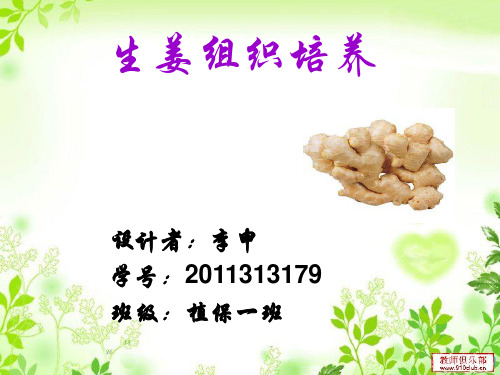 生姜组织培养