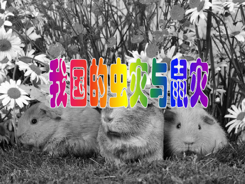 我国虫灾与鼠灾ppt 湘教版优质课件