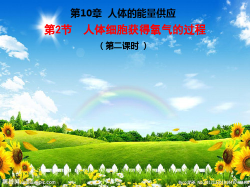 北师大版生物七年级下册10章2节人体细胞获得氧气的过程二课时精品课件