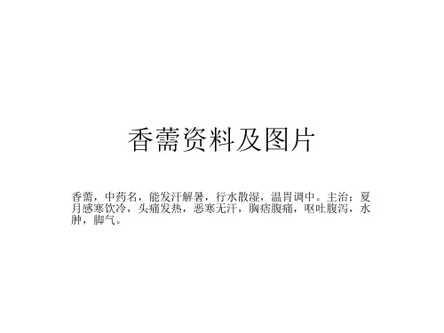 香薷资料及图片