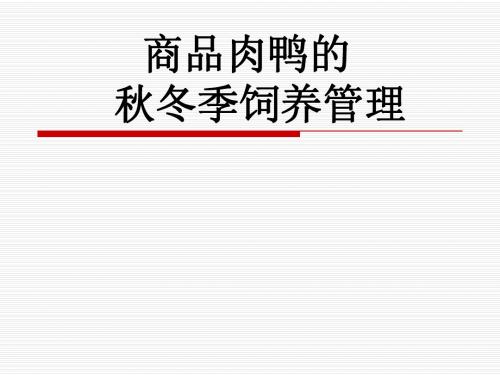 商品肉鸭的秋冬饲养管理