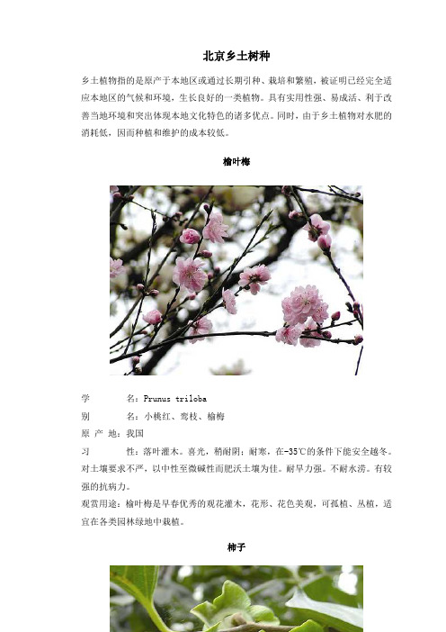 北京乡土树种
