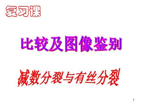 高中生物复习细胞分裂PPT课件