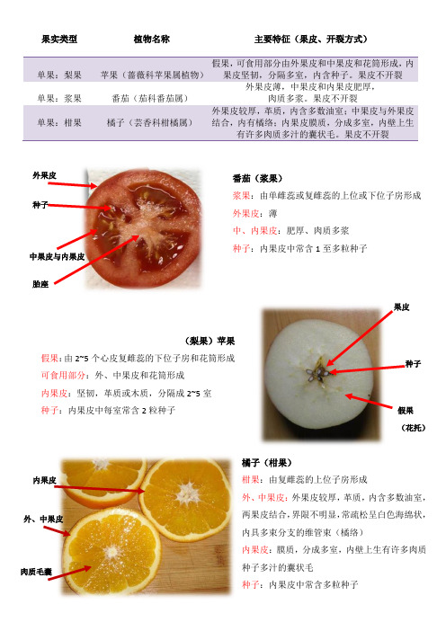 果实特征报告