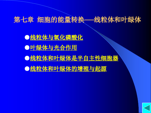 第七章  线粒体和叶绿体