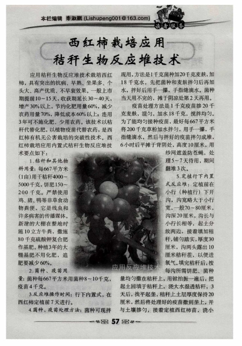 西红柿栽培应用秸秆生物反应堆技术