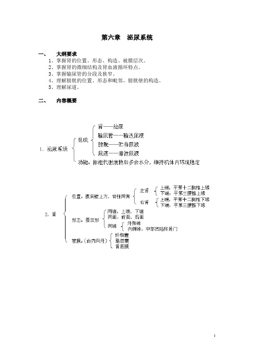 人体解剖学课后习题——泌尿系统(含答案)