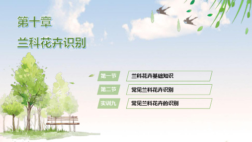 园林花卉识别  第十章