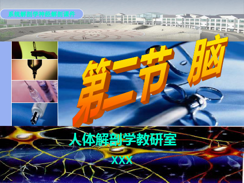 人体解剖学脑干课件