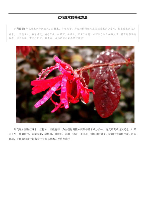 红花继木的养殖方法
