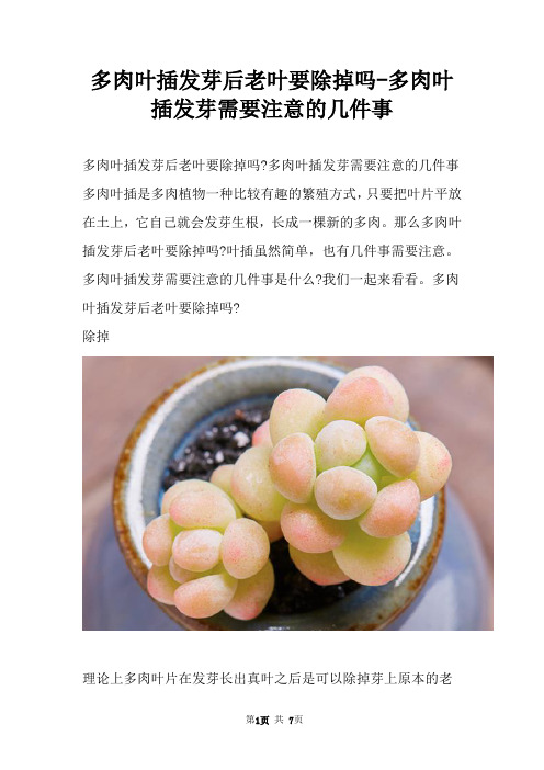 多肉叶插发芽后老叶要除掉吗多肉叶插发芽需要注意的几件事
