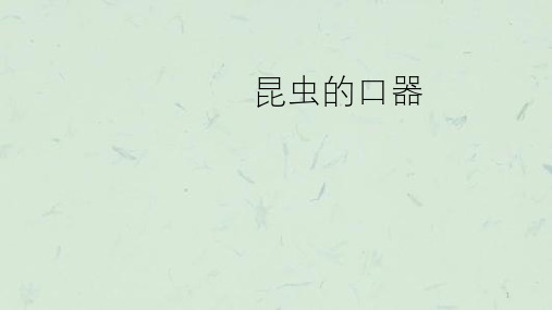 昆虫口器种类课件