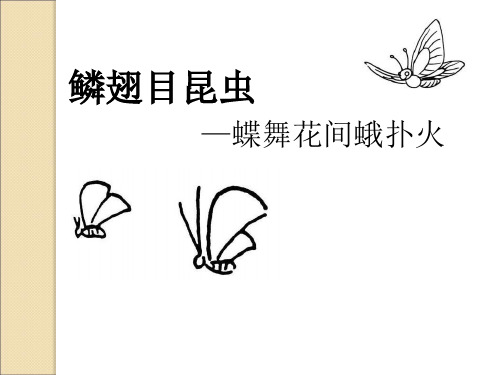 鳞翅目昆虫