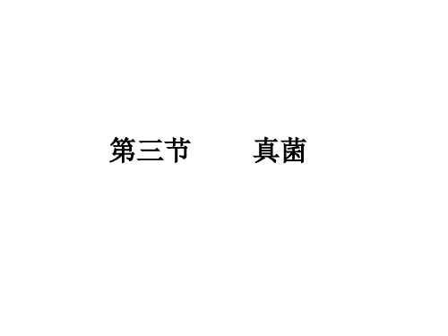 人教版生物八上5.4.3《真菌》