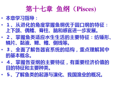 11(2)鱼纲