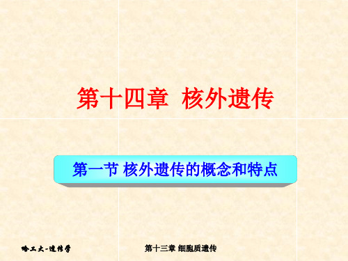 核外遗传