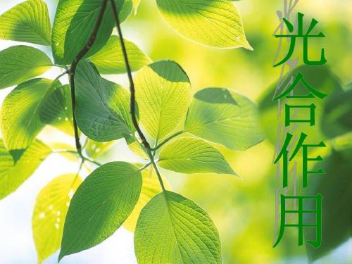 光合作用